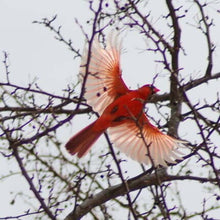 Laden Sie das Bild in den Galerie-Viewer, Kolibri-Gedächtnis-Halskette