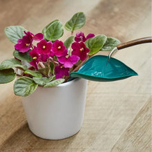 Laden Sie das Bild in den Galerie-Viewer, 🌸🥬Lustige Gießblätter (6 Stück)🥬🌸