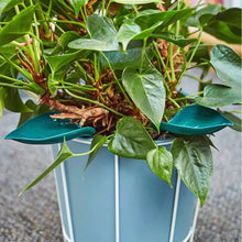 Laden Sie das Bild in den Galerie-Viewer, 🌸🥬Lustige Gießblätter (6 Stück)🥬🌸
