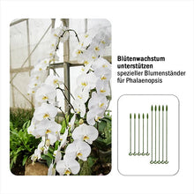 Laden Sie das Bild in den Galerie-Viewer, 🌱Spezieller Stützstab für Topfpflanzen